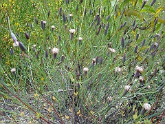porophyllum gracile